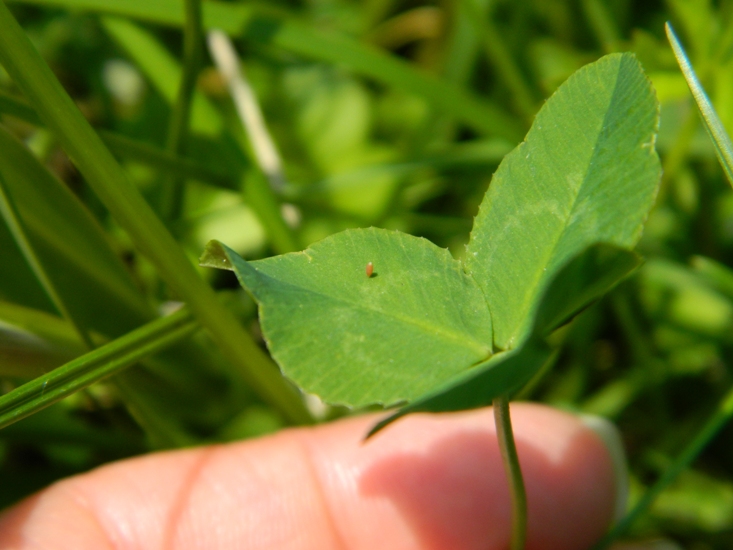 Colias crocea e uova